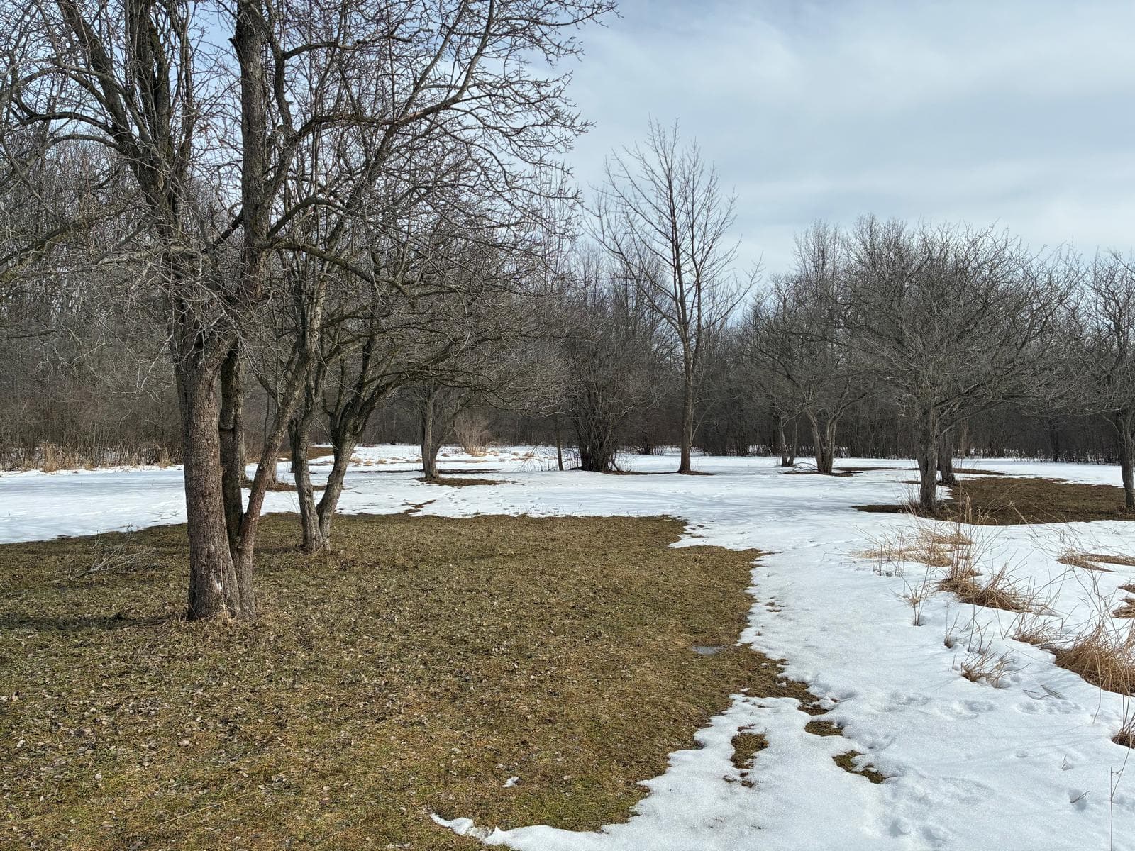 Property grounds and trees